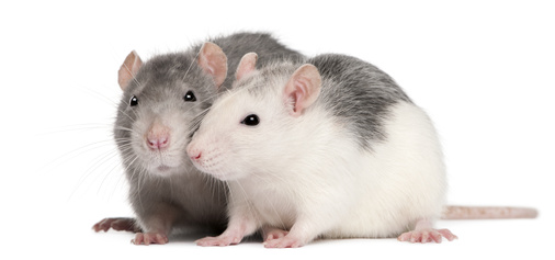 Adopter un rat comment s'en occuper